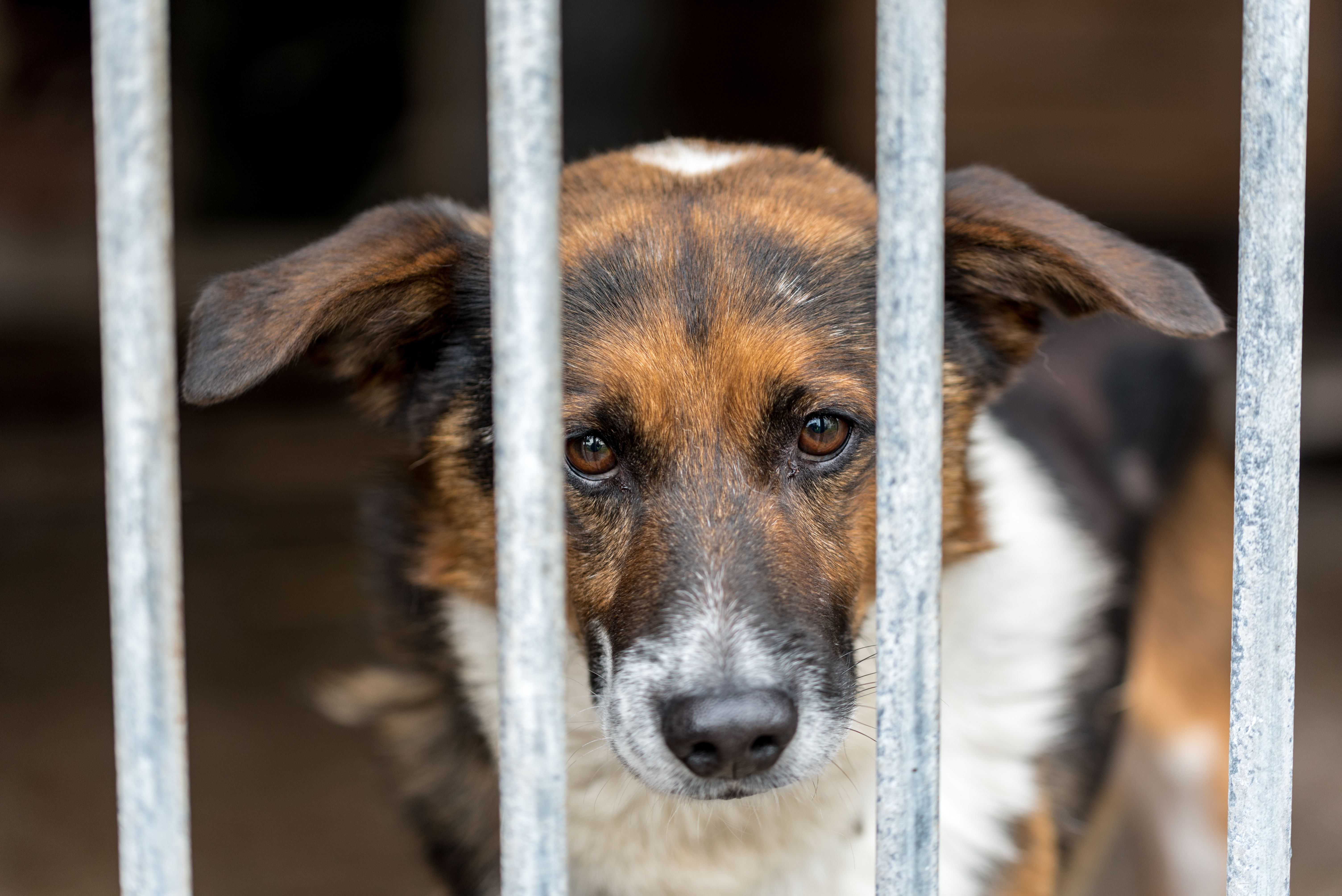 Un chien attend derrière la grille d’un chenil