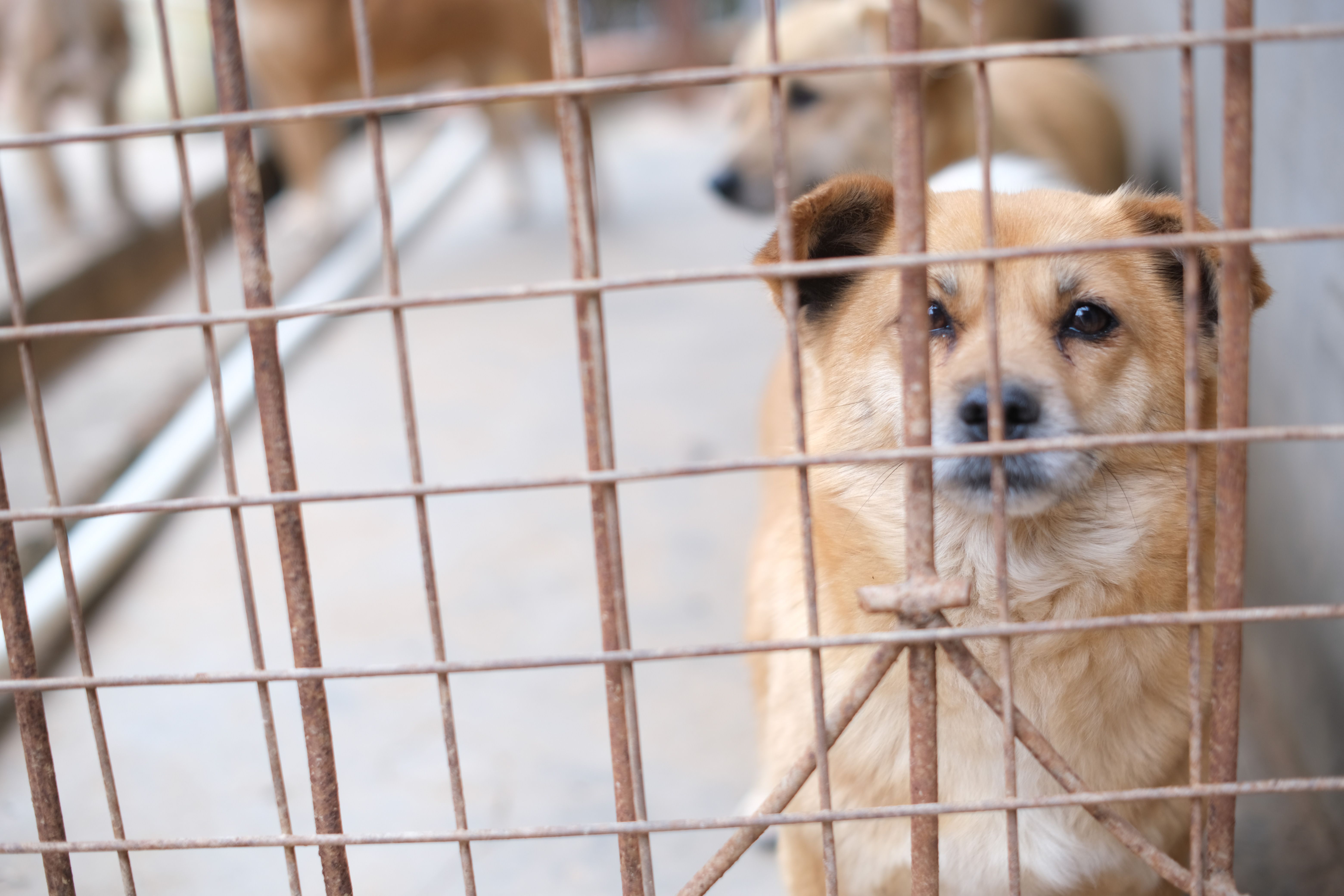 En hund venter bag tremmerne i en kennel